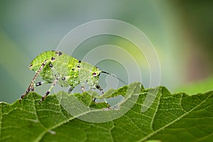 Image of Katydid Nymph Grasshoppers & x28;Tettigoniidae& x29;