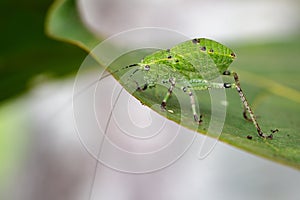 Image of Katydid Nymph Grasshoppers & x28;Tettigoniidae& x29;