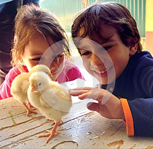 Image of kids and baby chickens