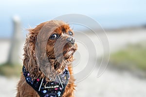 Image of a King Charles Spaniel looking into the camera with a soft, subtle gaze