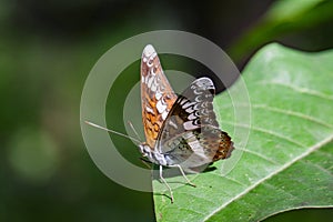 Image of The Knight butterfly & x28;Lebadea martha Fabricius, 1787& x29;