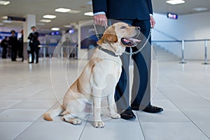 Image of a Labrador dog for detecting drugs at the airport standing near the customs guard. Horizontal view