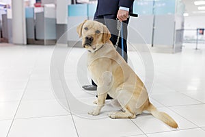 Image of a Labrador dog looking at camera, for detecting drugs at the airport standing near the customs guard