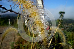 Ladybird beetle on tiny water dropletsMacro shot