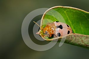 Image of Ladybird beetles or Ladybugs on green leaves.