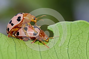 Image of Ladybird beetles or Ladybugs on green leaves. Insect