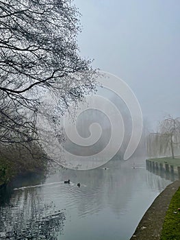 Waterbirds swimming on a foggy lake photo