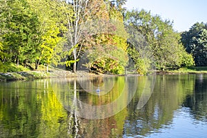 Image of the lake and swans on a background