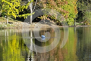 Image of the lake and swans on a background