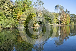 Image of the lake and swans on a background