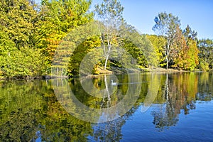 Image of the lake and swans on a background