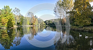 Image of the lake and swans on a background