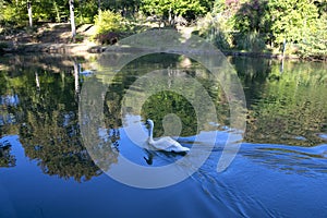 Image of the lake and swans on a background