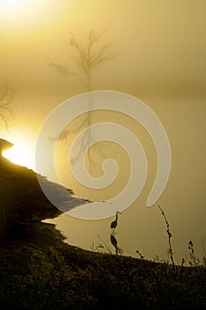 Image of a lake and a tree with the sunrise in backlight