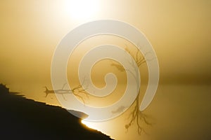 Image of a lake and a tree with the sunrise in backlight
