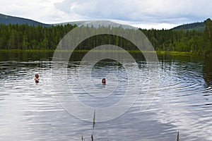 Forest lake in summer in gune