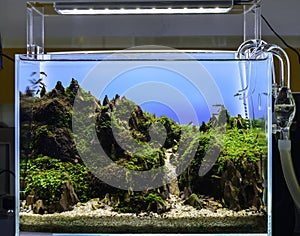 Image of landscape nature style aquarium tank