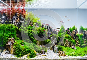 Image of landscape nature style aquarium tank