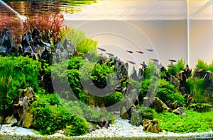 Image of landscape nature style aquarium tank photo