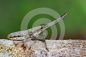 Image of lantern bug or zanna nobilis nymph on the branches.