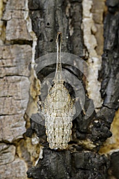 Image of lantern bug or zanna nobilis nymph on the tree. photo