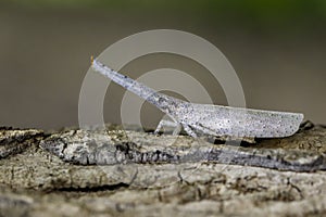 Image of lantern bug or zanna sp on bark. Insect