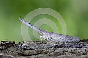 Image of lantern bug or zanna sp on bark. Insect.