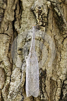 Image of lantern bug or zanna sp on bark. Insect photo