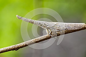 Image of lantern bug or zanna sp on the branches.