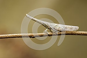 Image of lantern bug or zanna sp on the branches on a natural ba