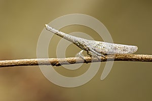Image of lantern bug or zanna sp on the branches on a natural ba photo