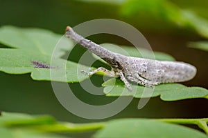 Image of lantern bug or zanna sp on green leaves.