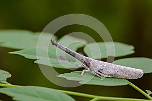 Image of lantern bug or zanna sp on green leaves. photo