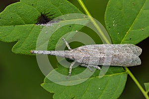 Image of lantern bug or zanna sp on green leaves. photo