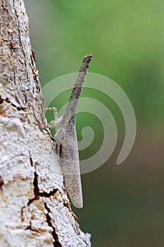 Image of lantern bug or Zanna sp on tree. Insect. photo