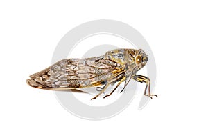 Image of large brown cicada insect isolated on white background. Insects