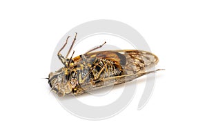 Image of large brown cicada insect isolated on white background. Insects