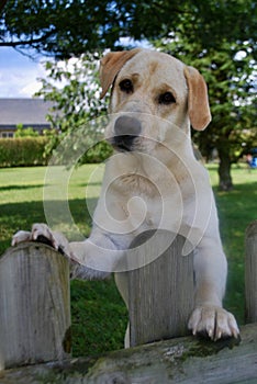 Image of a large dog waving over the fence.