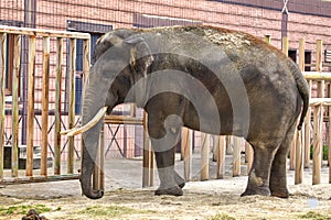 large elephant with tusks in a zoo enclosure photo
