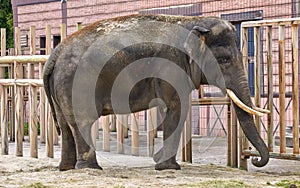 a large elephant with tusks in a zoo enclosure photo