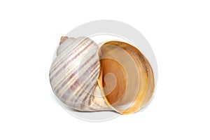 Image of large empty ocean snail shell on a white background. Undersea Animals. Sea shells