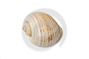Image of large empty ocean snail shell on a white background. Undersea Animals. Sea shells