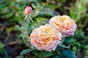 Image of large flower of a yellow-pink rose with green leaves