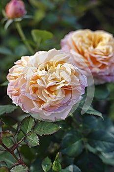 Image of large flower of a yellow-pink rose with green leaves