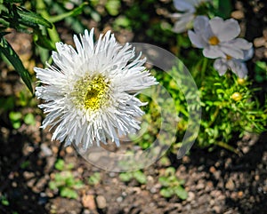 Wonderful large frilly white flower photo