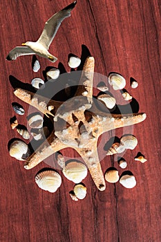 Image with a large sea star surrounded by many shells. Starfish on wood background. Elements of sea and ocean.Seagull in flight.