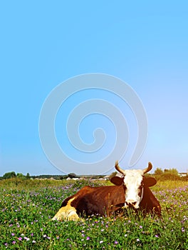 Image of a large spotted cow sleeping in a flower field. Cow, meadow, blue sky, vertical view.