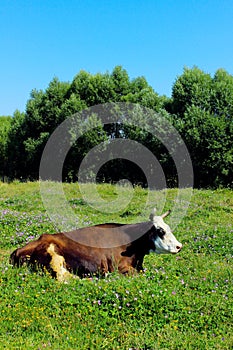 Image of a large spotted cow sleeping in a flower field. Cow, meadow, flowers, blue sky.