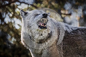 Image of a large timber wolf snarling and baring his impressive teeth. photo