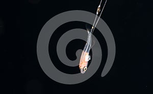 Image of a larval basslet at night.